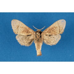 /filer/webapps/moths/media/images/A/annetteae_Haberlandia_PTF_RMCA.jpg