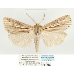 /filer/webapps/moths/media/images/H/heimi_Mythimna_AM_BMNH.jpg