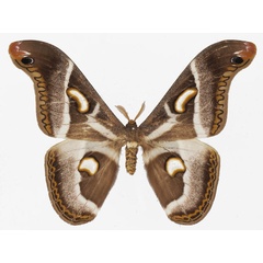 /filer/webapps/moths/media/images/P/perspicua_Epiphora_AM_Basquina.jpg