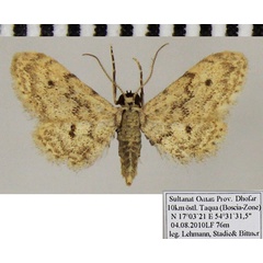 /filer/webapps/moths/media/images/M/microptera_Idaea_AF_ZSM.jpg