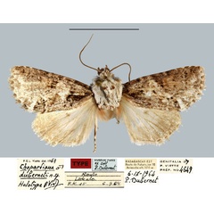 /filer/webapps/moths/media/images/D/duberneti_Chopardiana_HT_MNHN.jpg