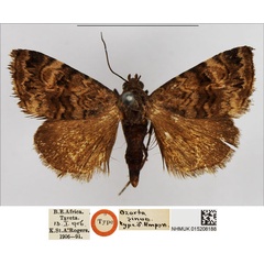 /filer/webapps/moths/media/images/S/sinua_Ozarba_HT_NHMUK.jpg