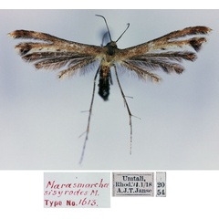 /filer/webapps/moths/media/images/S/sisyrodes_Marasmarcha_HT_TMSA.jpg