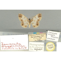 /filer/webapps/moths/media/images/E/erugata_Zamarada_PT_TMSA.jpg