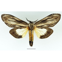 /filer/webapps/moths/media/images/I/ingens_Amyops_AM_Basquin_03.jpg