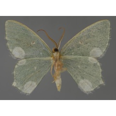 /filer/webapps/moths/media/images/L/leucocycla_Prasinocyma_HT_ZSM_02.jpg