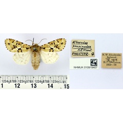 /filer/webapps/moths/media/images/P/prasinodes_Elaeodes_PT_BMNH.jpg