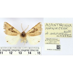 /filer/webapps/moths/media/images/M/marginifera_Ctenusa_AM_BMNH.jpg