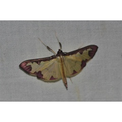 /filer/webapps/moths/media/images/P/pudoraria_Cadarena_A_Jorpeland.jpg