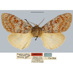 /filer/webapps/moths/media/images/M/montana_Dasychira_AT_MNHN.jpg