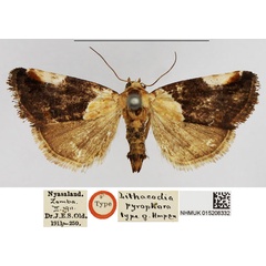 /filer/webapps/moths/media/images/P/pyrophora_Lithacodia_HT_NHMUK.jpg