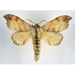 /filer/webapps/moths/media/images/D/denticulata_Pseudobarobata_AM_NHMO.jpg
