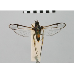 /filer/webapps/moths/media/images/H/hadassa_Camaegeria_STF_BMNH.jpg