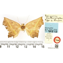 /filer/webapps/moths/media/images/X/xanthographa_Episparis_HT_BMNH.jpg