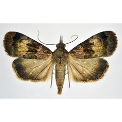 /filer/webapps/moths/media/images/P/postfusca_Crypsotidia_A_NHMO.jpg
