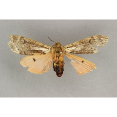 /filer/webapps/moths/media/images/R/rhodophaea_Teracotona_HT_BMNH.jpg