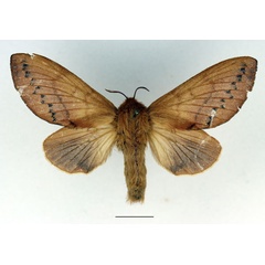 /filer/webapps/moths/media/images/M/marginepunctata_Borocera_AF_Basquin_02.jpg
