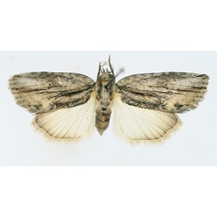 /filer/webapps/moths/media/images/D/diversipennis_Crionica_AF_TMSA_02.jpg