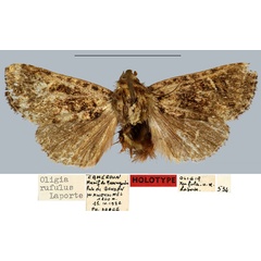 /filer/webapps/moths/media/images/R/rufulus_Oligia_HT_MNHN.jpg