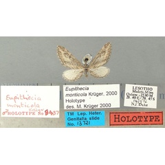 /filer/webapps/moths/media/images/M/monticola_Eupithecia_HT_TMSA.jpg