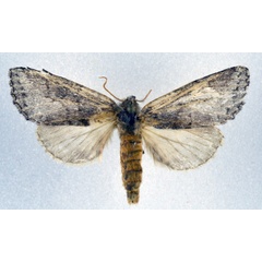 /filer/webapps/moths/media/images/E/eroki_Epidonta_AF_NHMO.jpg