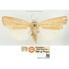 /filer/webapps/moths/media/images/N/nigrisparsa_Leucania_HT_BMNH.jpg