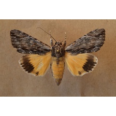 /filer/webapps/moths/media/images/C/catocala_Ulotrichopus_A_Butler.jpg