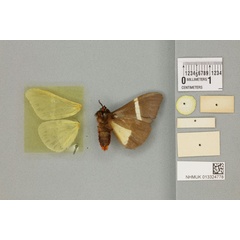 /filer/webapps/moths/media/images/R/rectifascia_Fodinoidea_PTM_BMNHb.jpg
