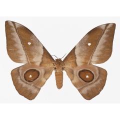/filer/webapps/moths/media/images/R/rhodophila_Gonimbrasia_AF_Basquin.jpg