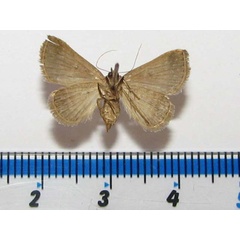 /filer/webapps/moths/media/images/R/rufirena_Plecoptera_A_Goffb_01.jpg