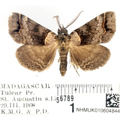 /filer/webapps/moths/media/images/B/bekaka_Thausgea_AM_BMNH.jpg