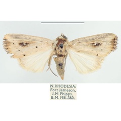 /filer/webapps/moths/media/images/A/albimacula_Leucania_AF_BMNH.jpg