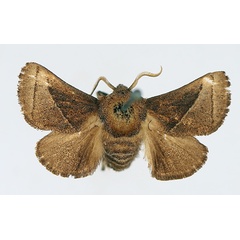 /filer/webapps/moths/media/images/I/isophanes_Omocenoides_AM_TMSA_01.jpg