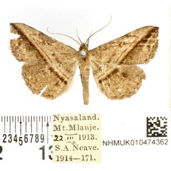 /filer/webapps/moths/media/images/M/mascusalis_Ugia_AM_BMNH.jpg