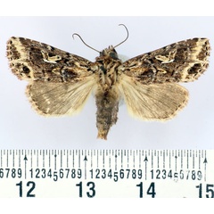 /filer/webapps/moths/media/images/A/andringitrensis_Maghadena_AF_BMNH.jpg