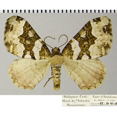 /filer/webapps/moths/media/images/R/rhodopnoa_Mimoclystia_AM_ZSMa.jpg