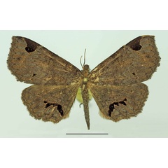 /filer/webapps/moths/media/images/A/africana_Mecodina_AF_Basquin.jpg