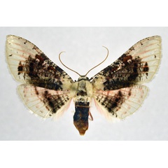 /filer/webapps/moths/media/images/S/sordidula_Rhodoneura_AF_NHMO_02.jpg