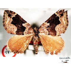 /filer/webapps/moths/media/images/F/fasciata_Gonanticlea_STM_BMNH.jpg