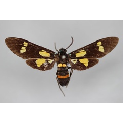 /filer/webapps/moths/media/images/I/interstans_Euchromia_ST_BMNH.jpg
