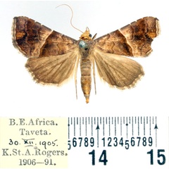 /filer/webapps/moths/media/images/S/subcupralis_Radara_AF_BMNH.jpg