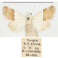 /filer/webapps/moths/media/images/S/seminivea_Eublemma_A_BMNH_01.jpg