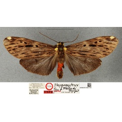 /filer/webapps/moths/media/images/W/watsoni_Phryganopteryx_HT_NHMUKa.jpg