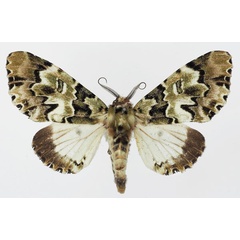 /filer/webapps/moths/media/images/S/schausi_Thiacidas_AF_Basquin.jpg