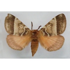 /filer/webapps/moths/media/images/V/variegata_Poloma_AF_Stroehle.jpg