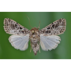 /filer/webapps/moths/media/images/R/ruptilinea_Hadena_A_Butler.jpg
