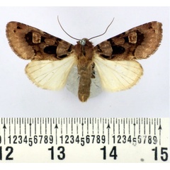 /filer/webapps/moths/media/images/A/angola_Neuranethes_AF_BMNH.jpg