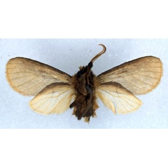 /filer/webapps/moths/media/images/P/priscilla_Metarctia_PT_BMNH_02.jpg