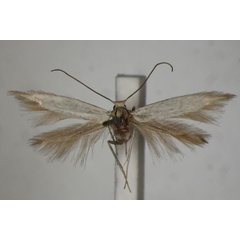 /filer/webapps/moths/media/images/C/calcaria_Phyllobrostis_HT_BMNH.jpg