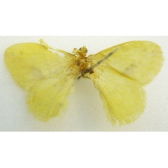 /filer/webapps/moths/media/images/C/citrina_Chrysopoloma_STF_NHMUKb.jpg